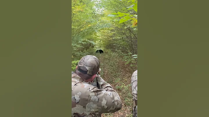 This bear is huge! #blackbear #maine #bearhunt #shorts