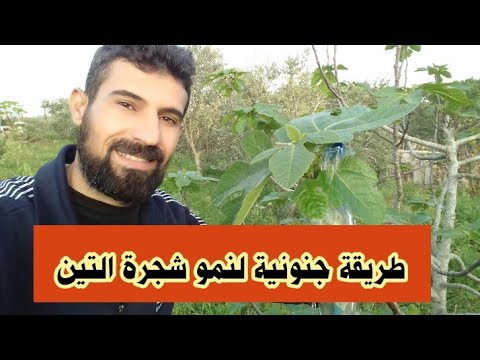 فيديو: العناية بشجرة Canistel: تعرف على كيفية زراعة أشجار Eggfruit في المناظر الطبيعية