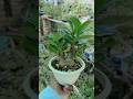 Adenium Arabicum