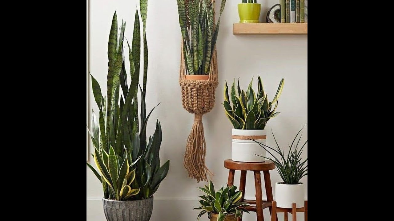 Ornamental plants YouTube