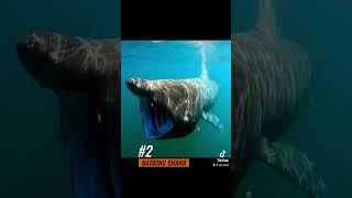 Unveiling the Top 5 Biggest Sharks: Incredible Giants of the Deep Sea! 🦈