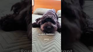 Quilt set pet hair resistant for dogs cats family