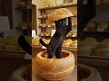 黒猫ジジのシューダンス🐈‍⬛