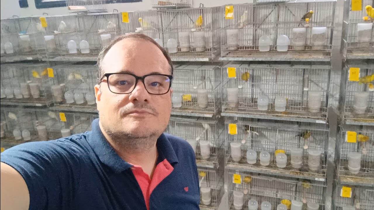 A reprodução dos canários em 2026 começa agora 🤔