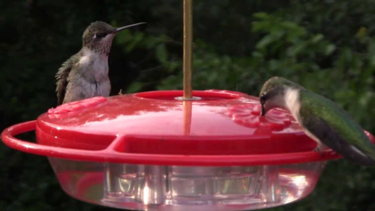Backyard birding Featherweight champ YouTube
