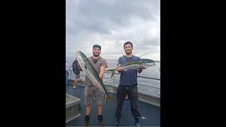 Local Yellowtail fishing on the New Del Mar screenshot 5