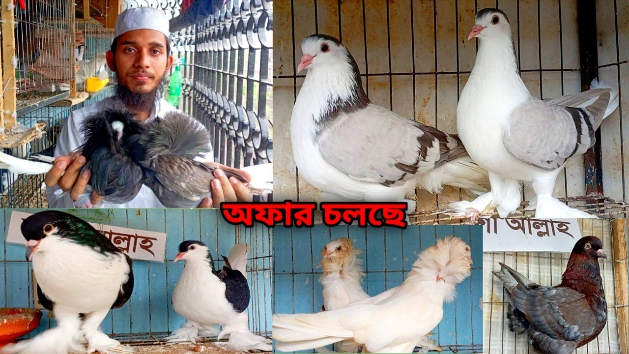 জাকারিয়া ভাই এর নতুন কিছু কবুতর কালেকশন | Fancy Pigeon Sell