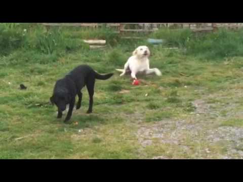 dog keeps eating sticks