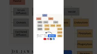 Transport across the cell membrane|transport through the cell membrane|active transport