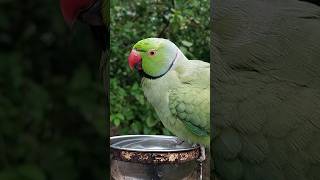 Indian Ringneck Parrot Taking Bath