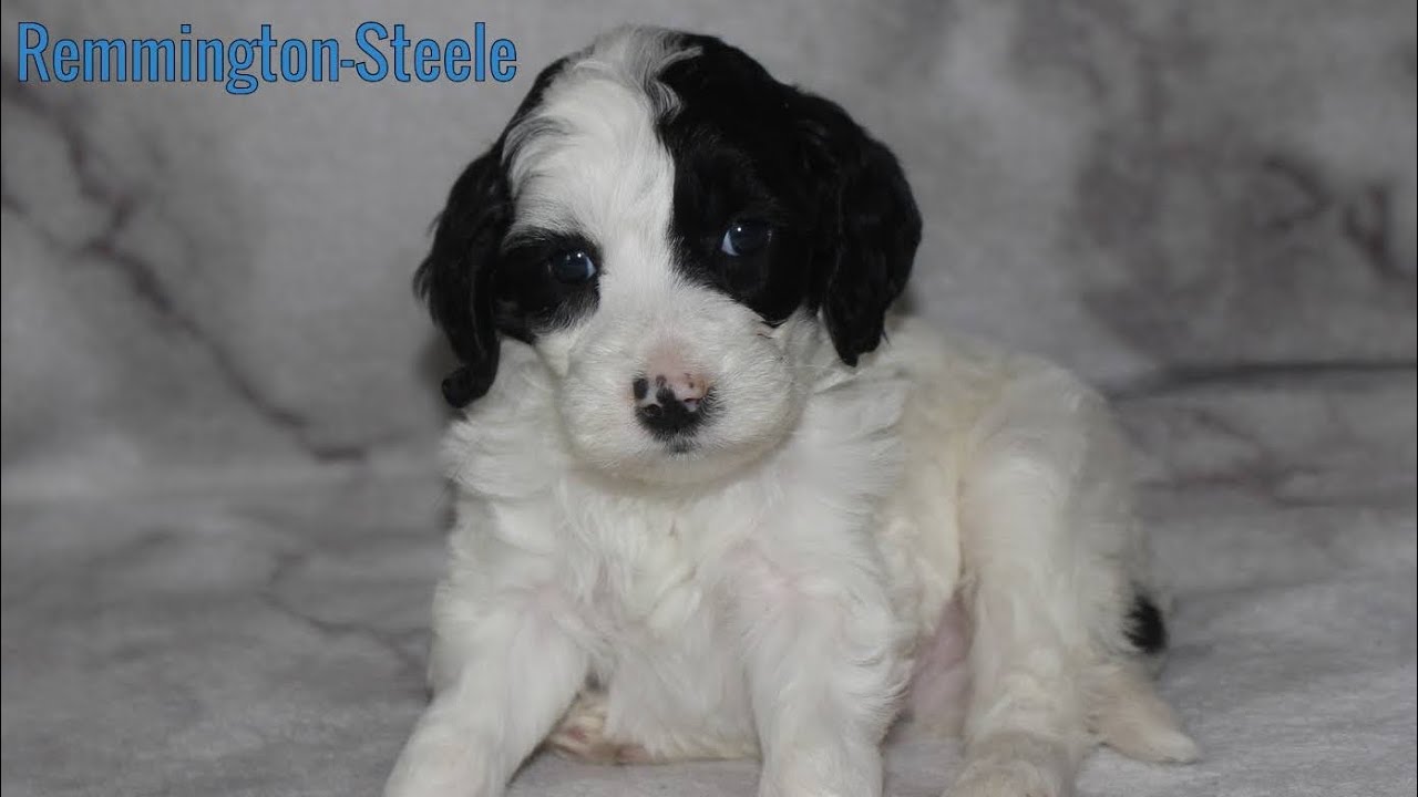 Remington-Steele- Puppy Aptitude Testing 