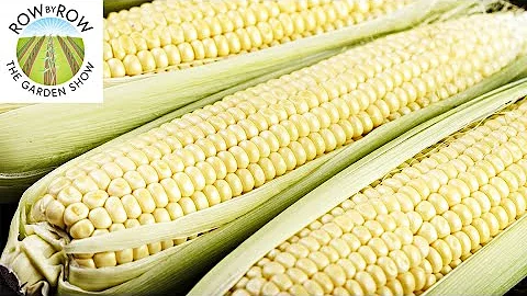 SWEET CORN GENES EXPLAINED! -- THE BEST NON-GMO VARIETIES! - DayDayNews