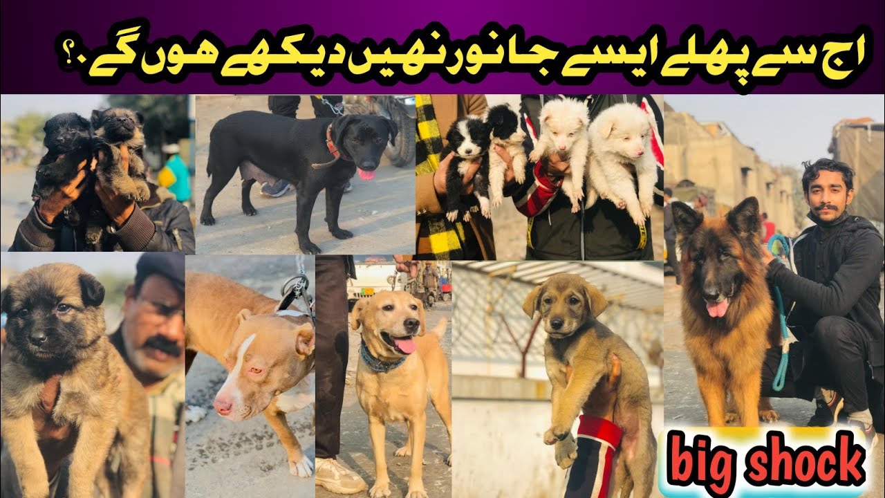 tollinton market lahore ma aj se pahly asy dogs kabi nahi aye  January 18, 2026
