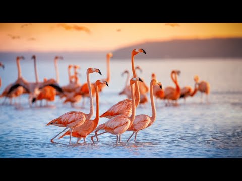 Стая фламинго не улетела на зимовку и осталась на озере Караколь в Казахстане