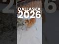 Dallaska 2026 🥶