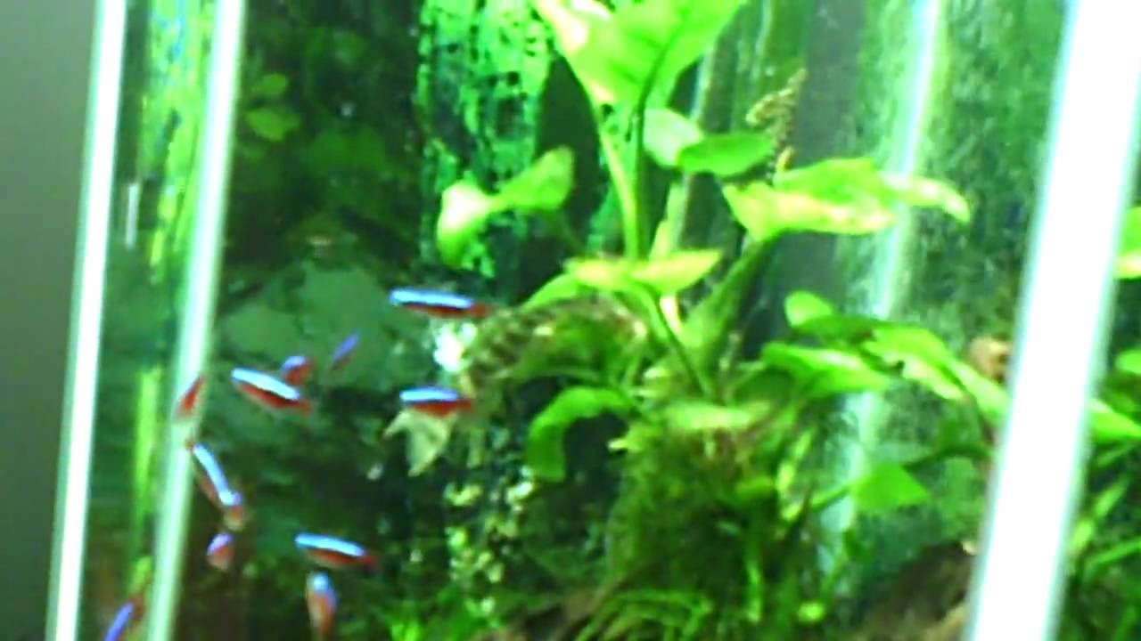 video phone beyonce mp3 Small Discus Tank 16-02-10.AVI