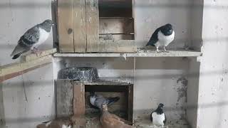 Kırlangıç Tip Güvercin Renkleri Ve Üstadlardan Bilgi Paylaşımı Üvercin