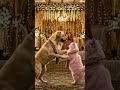 Cat and Dog Dance Together… Cutest Performance Ever! ❤️