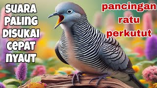 Perkutut lokal RATU PIKAT ampuh merangsang semua perkutut bunyi