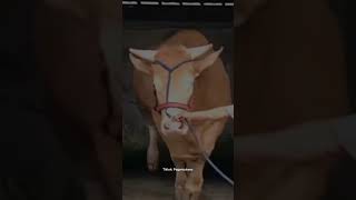 Senior × Junior Sapi Berkah Setia Farm