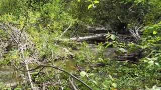 Hacker Brook Fishing In Fort Fairfield, Northern Maine