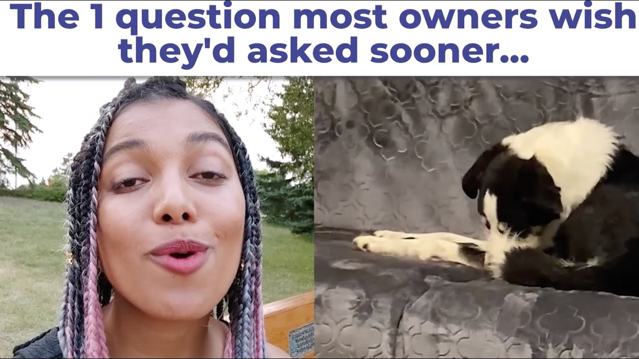 How to help dog's paw licking & itching at home with this unique