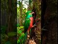 Resplendent Quetzal Building Its Nest 🐦 | Rare Close-Up Footage #shorts #birds