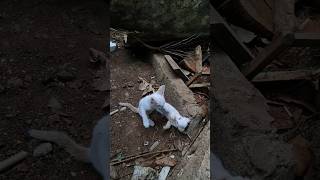 Download Lagu cat love❤ #dangdut #cover #campursari #reverbedition #cat #coversong #shorts #dj #catlover #snake MP3