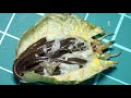 寄生されたカマキリのお腹の中にどうやってハリガネムシが入ってるか知ってますか...???