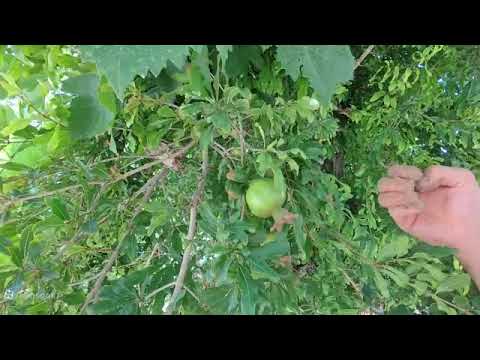 مبارزه با آفت انار وکرم گلوگاه