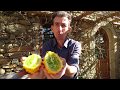 Le kiwano un fruit original au potager