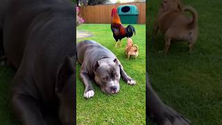 B4ng Jago Res3funny funnyanimals shorts