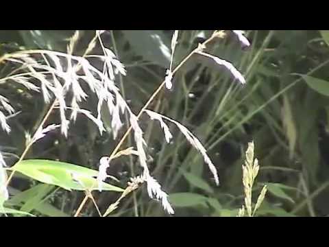 Watch And Sing on YouTube Watch And Sing on YouTube