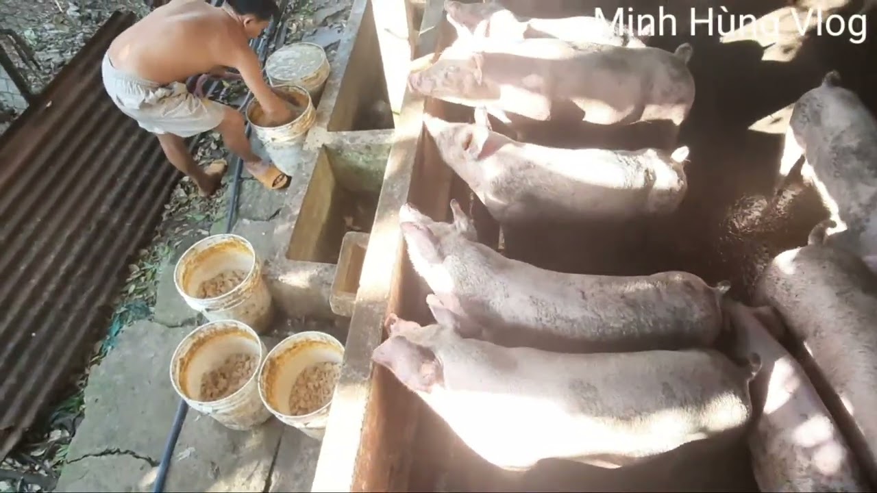Cách cho heo ăn cám công nghiệp trộn với bã mì rẻ tiền... - youtube