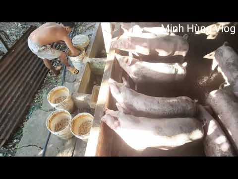 Video Cách cho heo ăn cám công nghiệp trộn với bã mì rẻ tiền... - youtube
