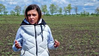 Herbicid Arigo - Zastita Kukuruza Od 2 Do 8 Lista Herbicid Arigo - Zastita Kukuruza Od 2 Do 8 Lista