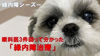 緑内障犬 Youtube