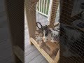 Hanging Chew Toy adds so much whimsy and charm - and my bunnies love it!