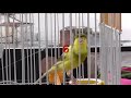 CANARY CONTEST IN THE VOICE  (ΔΙΑΓΩΝΙΣΜΟΣ ΦΩΝΩΝ)