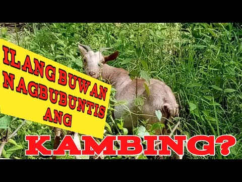 Ilang buwan ang pagbubuntis ng kambing? - YouTube