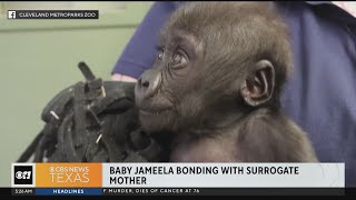 Jameela the gorilla bonds with new family in Cleveland