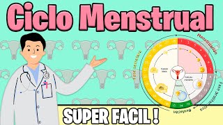 MENSTRUAL CYCLE: Phases of the menstrual cycle | HORMONES OVULATION MENSTRUATION | Better explained