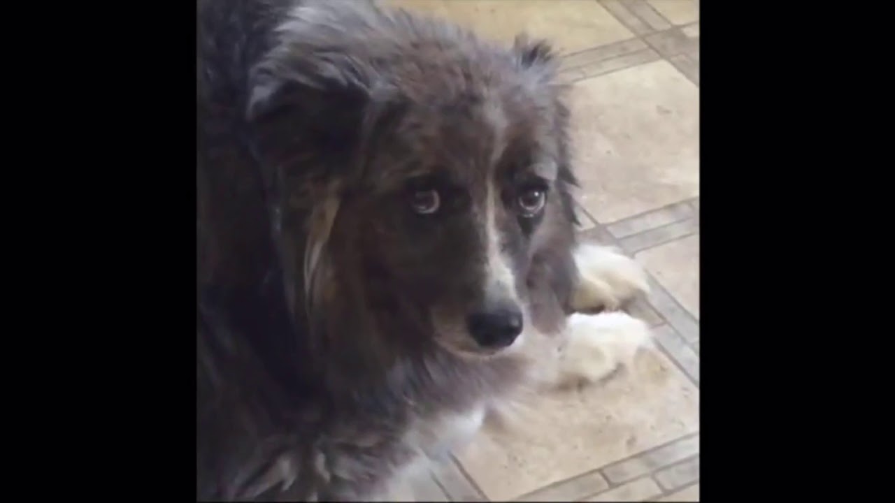 R.I.P. ANIMAL EDITION - YouTube