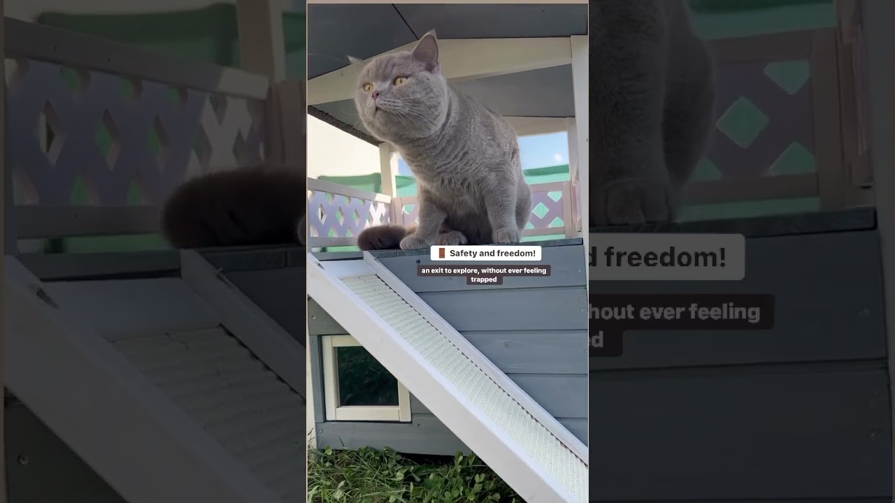 PETSFIT cat house creates the ideal environment to give your cat the perfect space to play and rest.