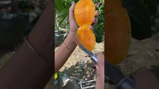 Download Lagu Mangga Nanas #manggananas MP3