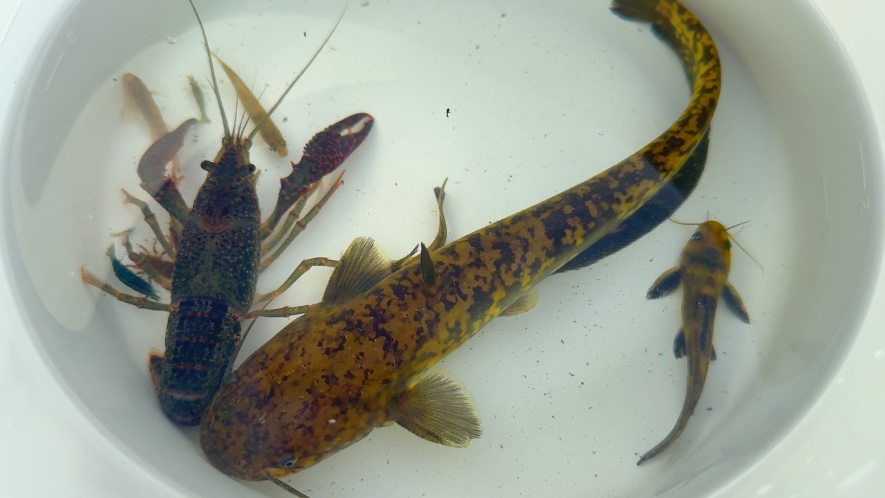 Гигантский сом был пойман и замечен в грязной японской реке. Раки и ядовитая рыба.