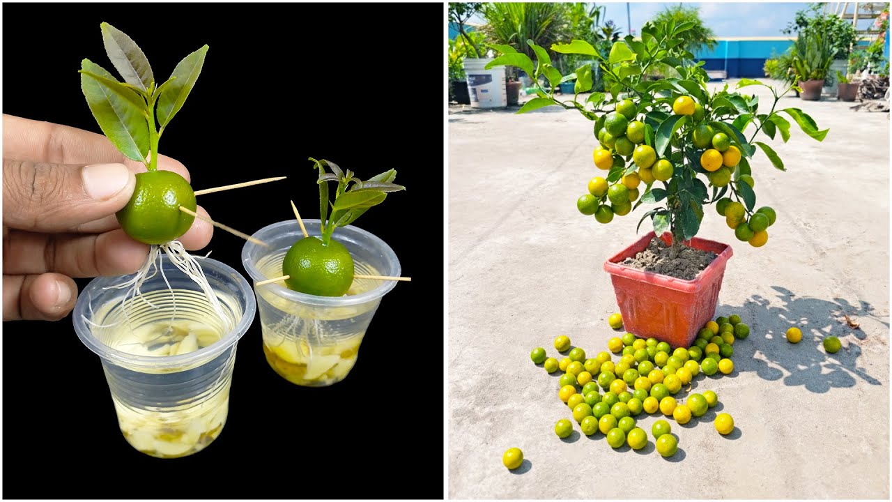 Grow orange tree naturally from fruit | Easy gardening trick