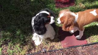 Paradise for PAWS pet sitting