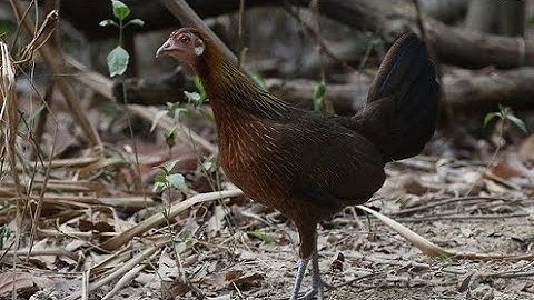 Tiếng gà mái rừng mới. Suab poj qaib seev zoo heev dib tuaj zoo 2022 เสียงไก่ต่อตัวเมียก๋อยเข้าดี