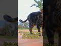 The Garden Patrol: Suspicious Plants and Butterfly Threats, 147 cat garden patrol